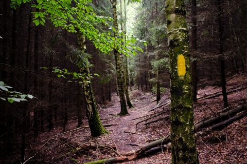 Wandern Fernwandern Forststeig Deutschland Elbsandstein