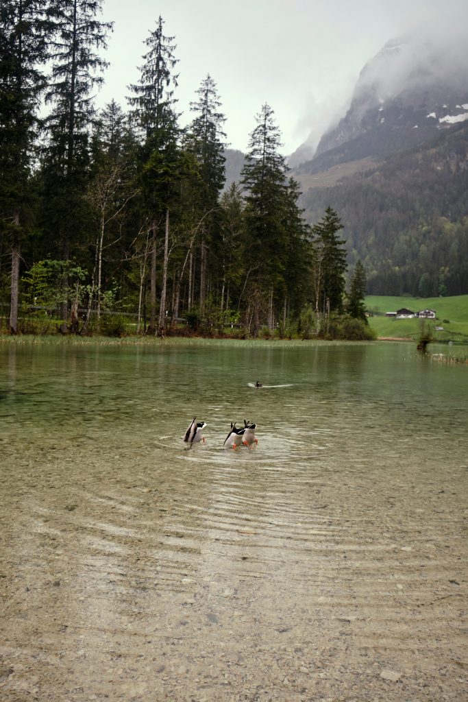Berchtesgadener Land Bayern Wandern Hiking Hintersee Zauberwald